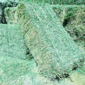 Alfalfa hay for sale, premium Alfalfa bales