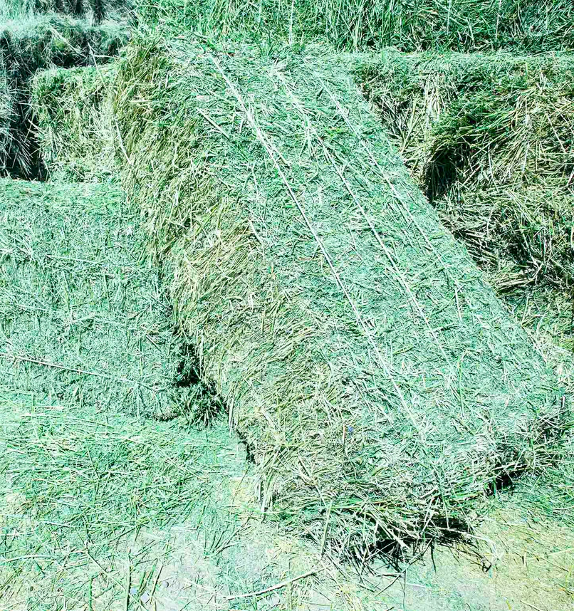 Alfalfa hay for sale, premium Alfalfa bales